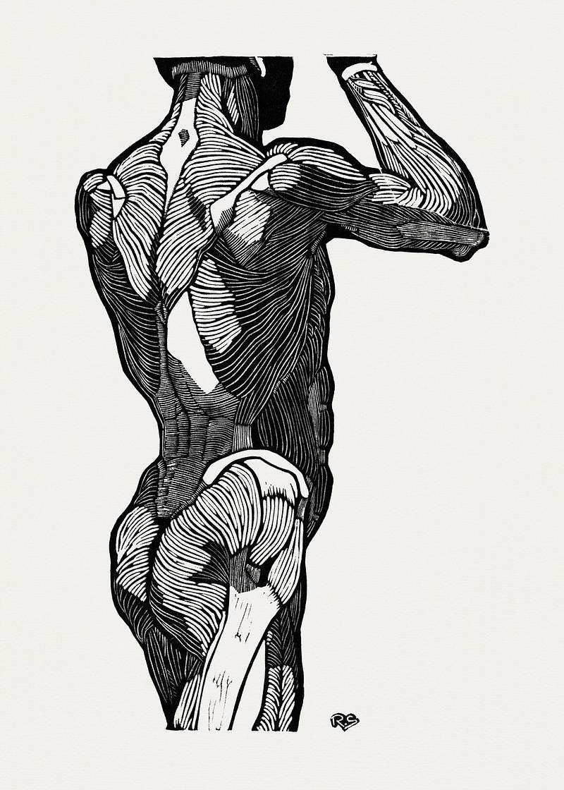 Anatomical study of a man's back muscles (1906–1945) print in high resolution by Reijer Stolk. Original from the…
