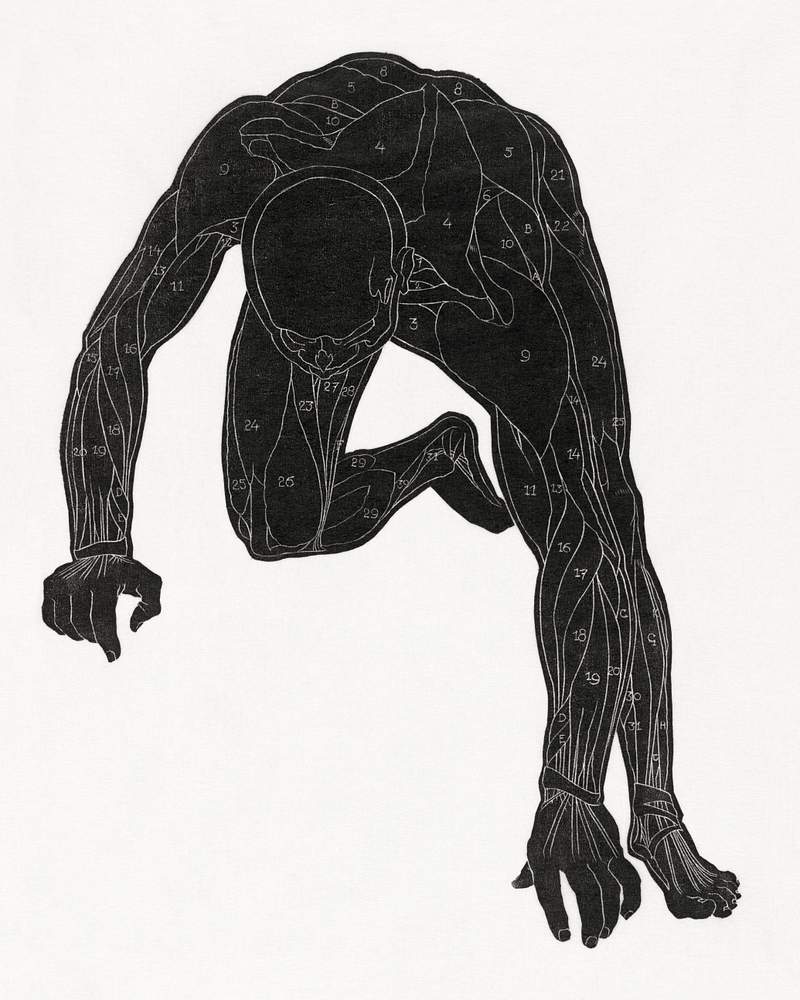 Anatomical study of a man's neck, arm and leg muscles in silhouette (1906–1945) print in high resolution by Reijer…