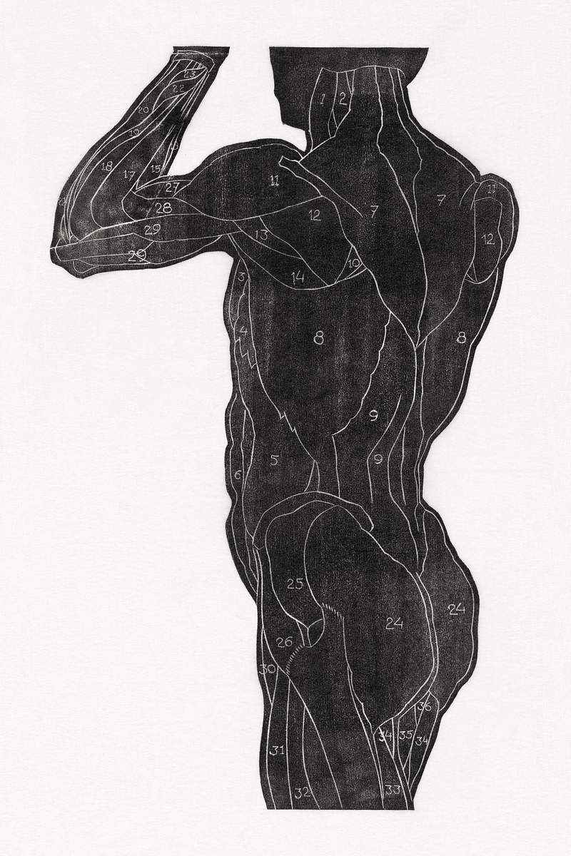 Anatomical study of a man's back and butt muscles in silhouette (1906–1945) print in high resolution by Reijer Stolk.…