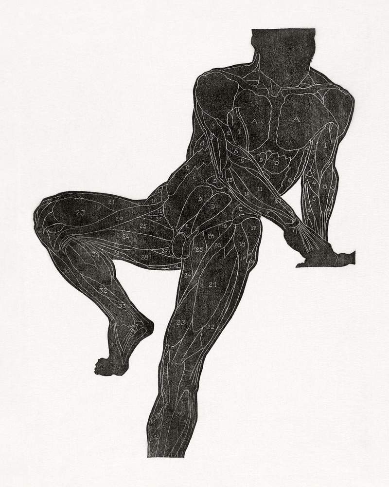 Anatomical study of a man's chest, stomach, and leg muscles in silhouette (1906–1945) print in high resolution by…