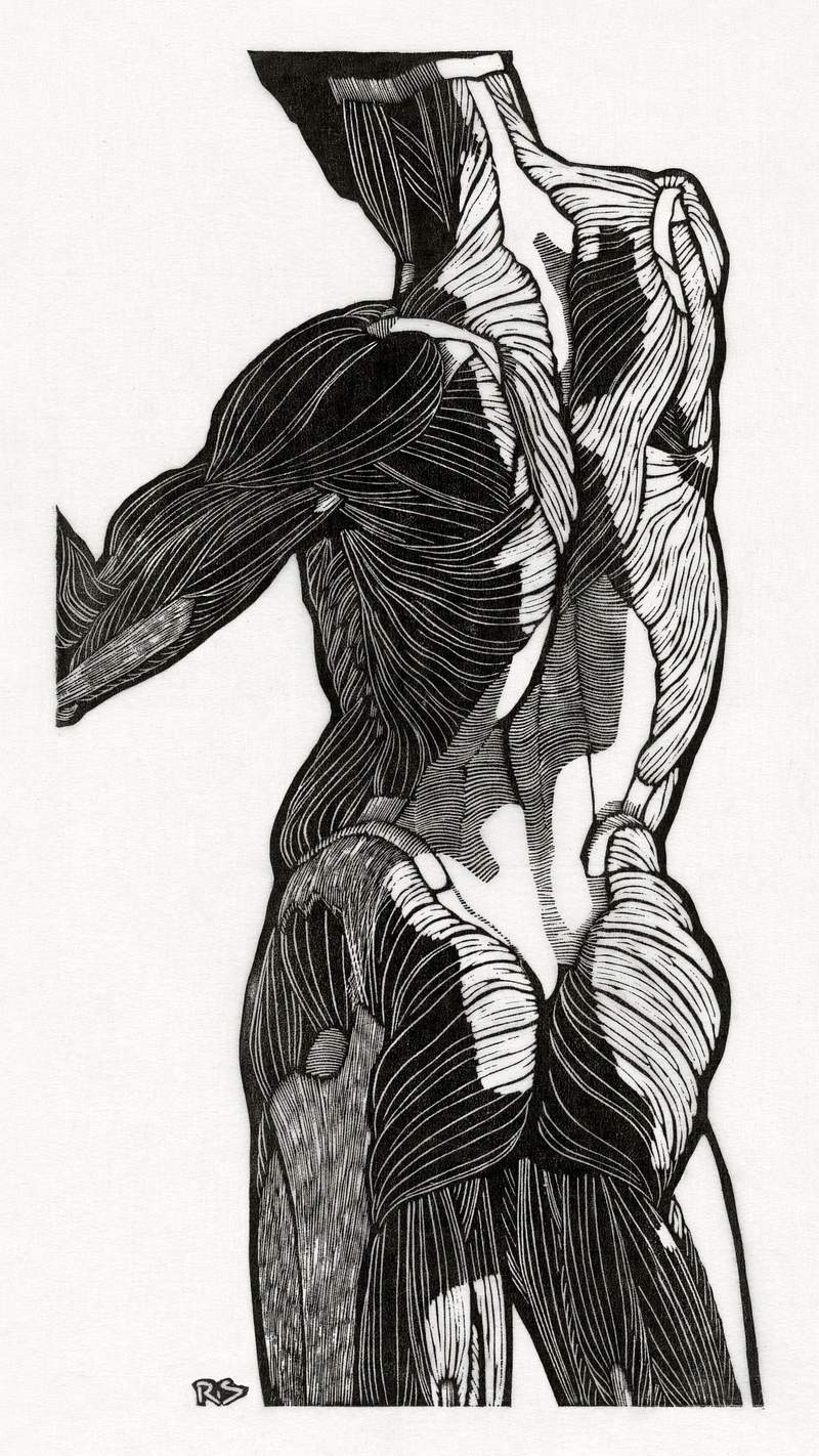 Anatomical study of a man's back and gluteal muscles (1906–1945) print in high resolution by Reijer Stolk. Original…
