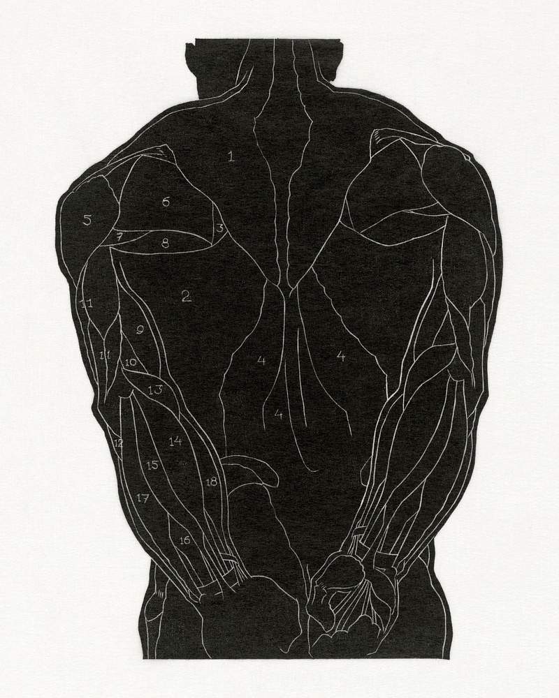 Anatomical study of a man's back muscles in silhouette (1906–1945) print in high resolution by Reijer Stolk. Original…