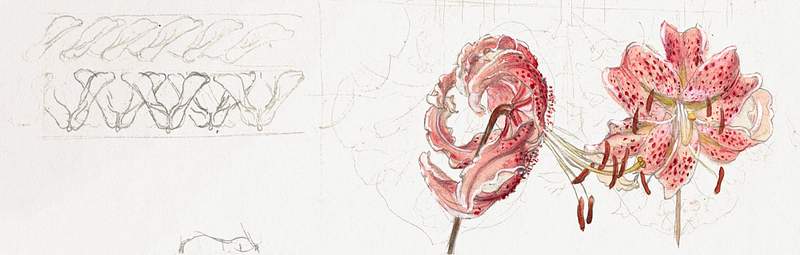 Pink Spotted Lilies and Maple Seeds (1875–1885) by Samuel Colman. Original from The Smithsonian Institution. Digitally…