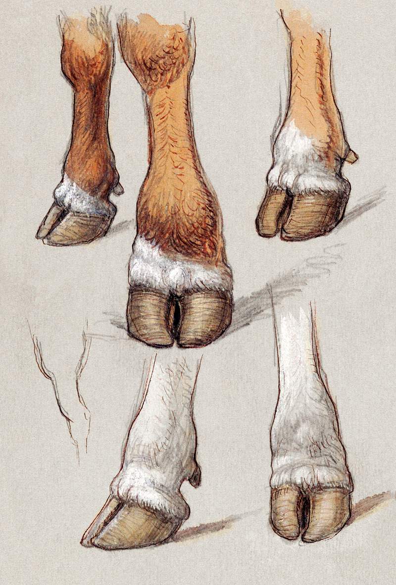 Studies After Cattle (1871) by Samuel Colman. Original from The Smithsonian Institution. Digitally enhanced by rawpixel.
