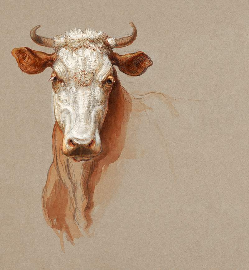 Two Studies of Cattle (1876) by Samuel… | Free public domain illustration Two Studies of Cattle (1876) by Samuel Colman. Original from The Smithsonian Institution. Digitally enhanced by rawpixel.