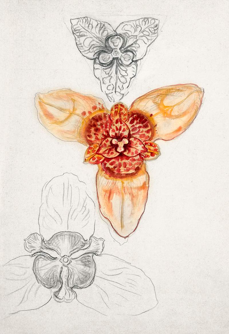 Japanese Lily, East Hampton (August 23, 1880) by Samuel Colman. Original from The Smithsonian Institution. Digitally enhanced…
