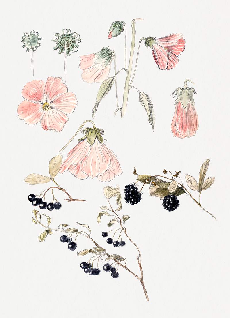Botanical Detail Studies: Hollyhocks, Blueberries, and Blackberries (1875–1880) by Samuel Colman. Original from The…