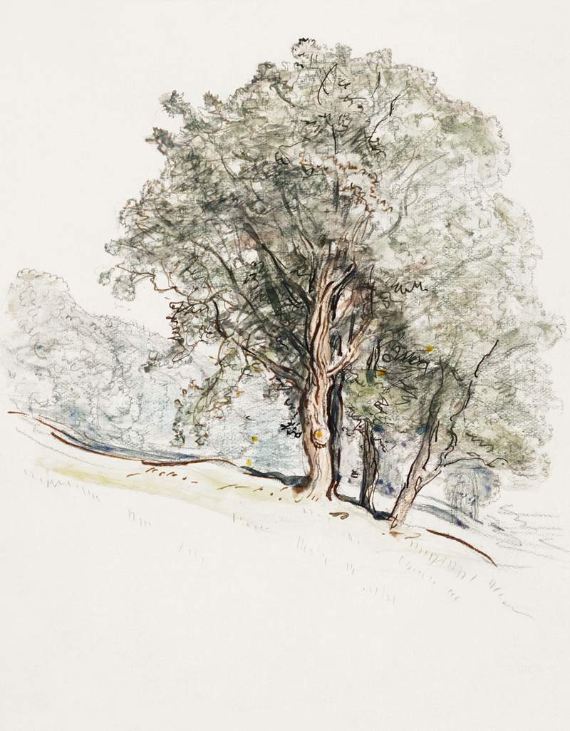 Study of Oak Trees at Lake Dunmore, Vermont (August 23, 1917) by Samuel Colman. Original from The Smithsonian Institution.…