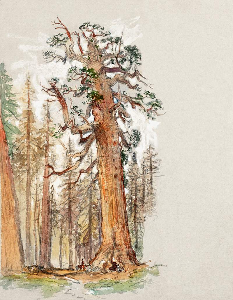 Oak and Evergreen (1880–1890) by Samuel… | Free public domain illustration Oak and Evergreen (1880–1890) by Samuel Colman. Original from The Smithsonian Institution. Digitally enhanced by…