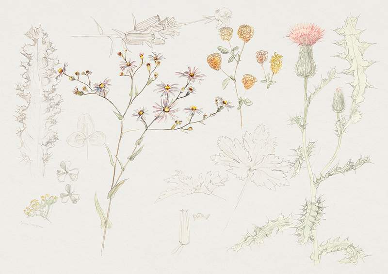 Studies of Meadow Flowers (ca. 1880) by Samuel Colman. Original from The Smithsonian Institution. Digitally enhanced by…