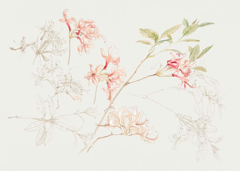 Azaleas (1876) by Samuel Colman. Original… | Free public domain illustration Azaleas (1876) by Samuel Colman. Original from The Smithsonian Institution. Digitally enhanced by rawpixel.