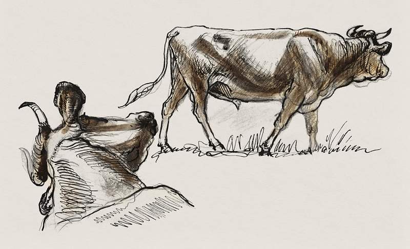 Sketches of Cattle, Irvington (September… | Free public domain illustration Sketches of Cattle, Irvington (September 1876) by Samuel Colman. Original from The Smithsonian Institution. Digitally…