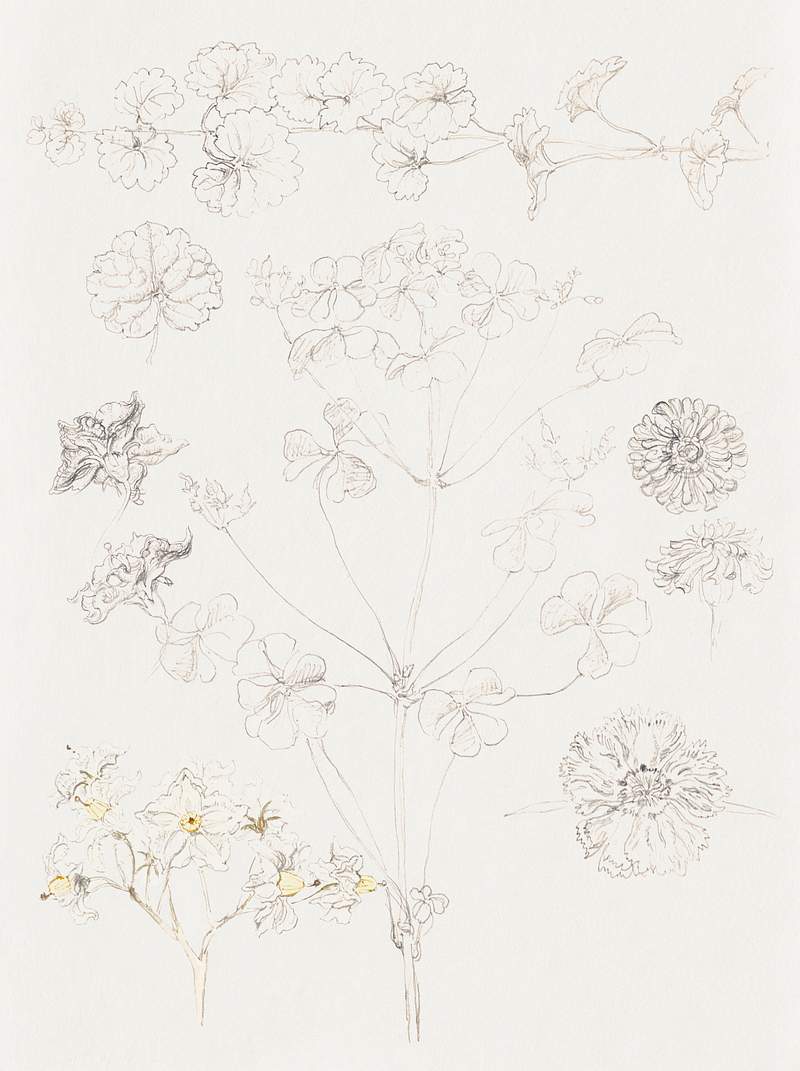 Oxalis, Zinnia, and Potato Blossom, East Hampton (July 6, 1889) by Samuel Colman. Original from The Smithsonian Institution.…
