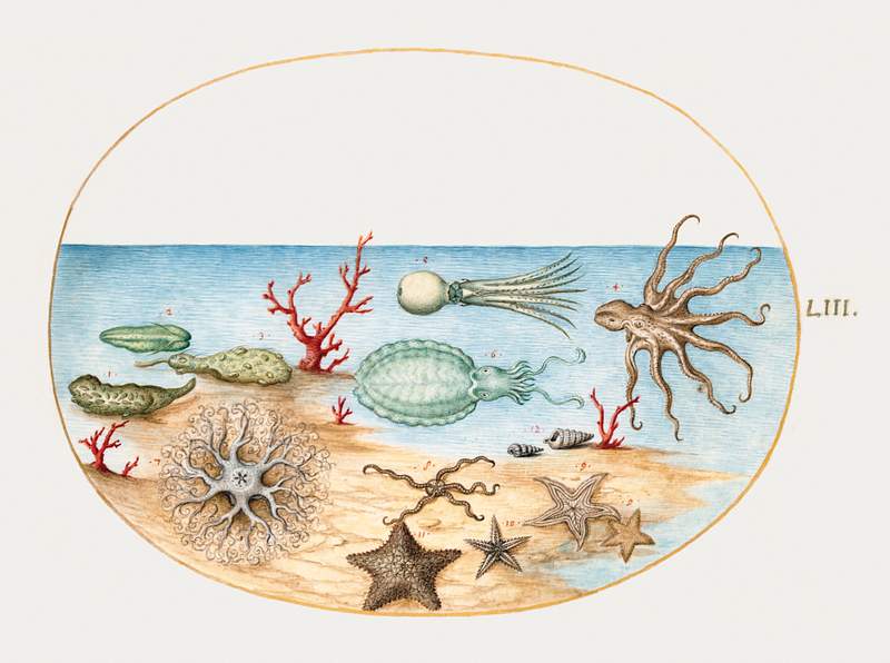 Sea Cucumbers, Coral, Octopus, Starfish, Squid and Other Sea Creatures (1575–1580) painting in high resolution by Joris…