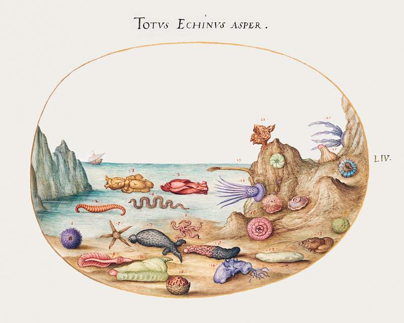Sea Cucumbers, Sea Urchins, Starfish, Sea Nettle, Sea Hare and Other Marine Life (1575–1580) painting in high…