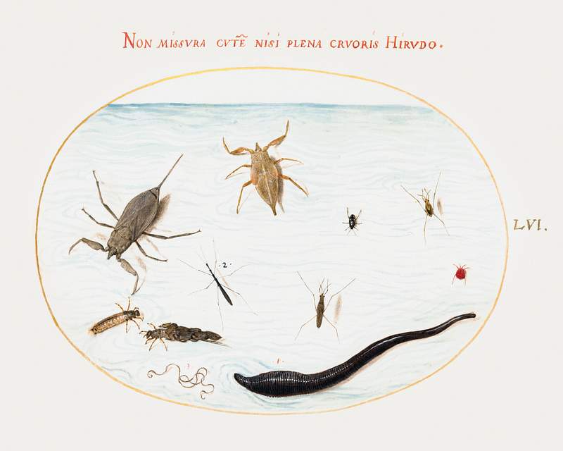 Water Scorpion, Water Measurer, Pond Skater, Red Water Mite, Leech and Other Water Insects (1575–1580) painting in high…