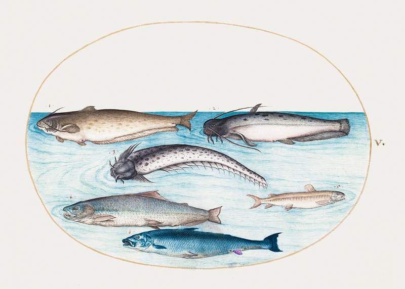 Catfish, Salmon and Other Fish (1575–1580) painting in high resolution by Joris Hoefnagel. Original from The National…