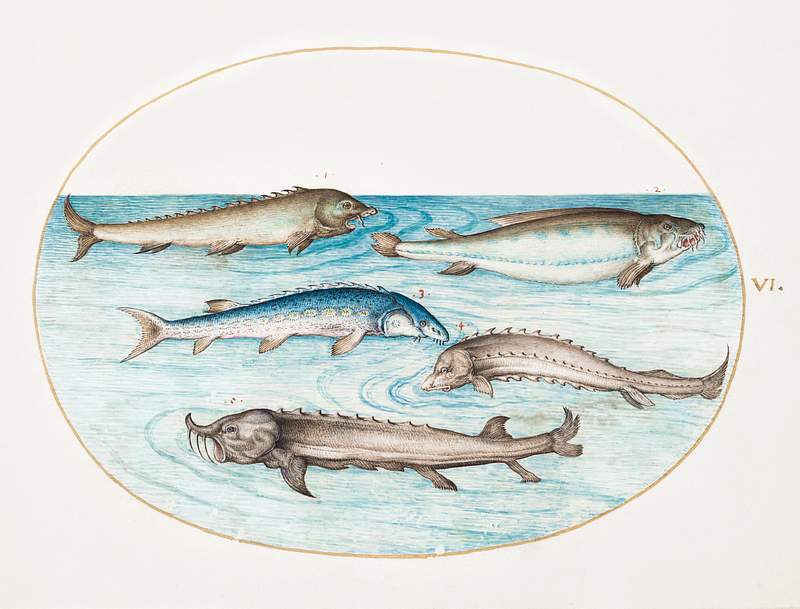 Catfish and Sturgeon (1575–1580) painting in high resolution by Joris Hoefnagel. Original from The National Gallery of…