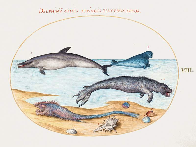 Dolphin, Seals, Brethmechin and Shell (1575–1580) painting in high resolution by Joris Hoefnagel. Original from The…