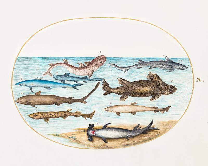 Nine Sharks (1575–1580) painting in high resolution by Joris Hoefnagel. Original from The National Gallery of Art.…
