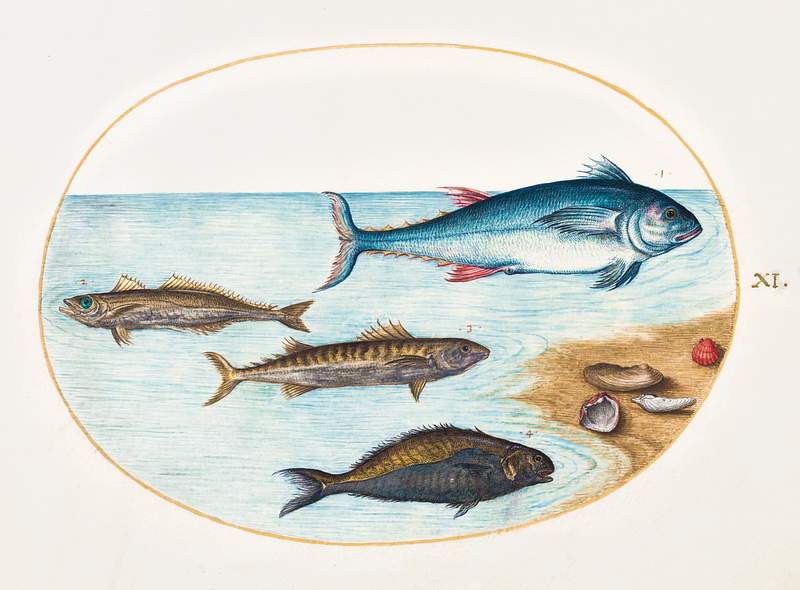 Four Fish and Shells (1575–1580) painting in high resolution by Joris Hoefnagel. Original from The National Gallery of…