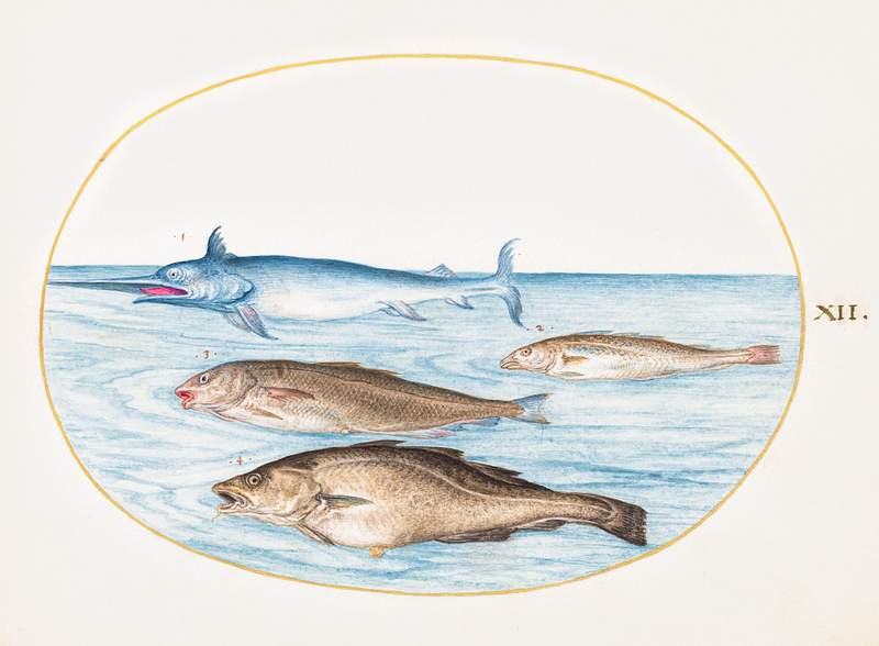 Swordfish and Three Other Fish (1575–1580) painting in high resolution by Joris Hoefnagel. Original from The National…