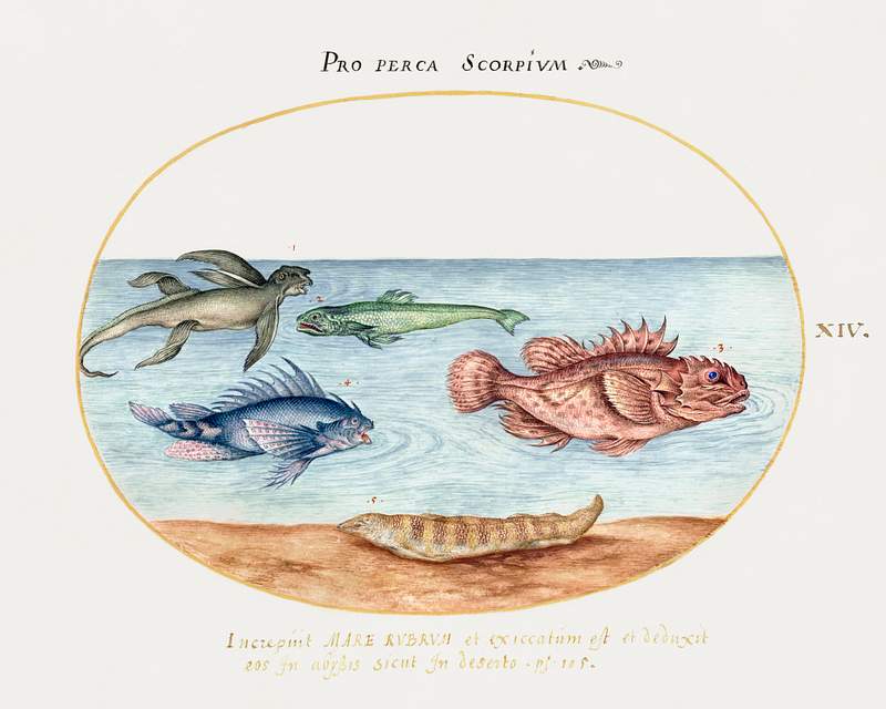 Sea Ape, Two Scorpion Fish and Two Other Fish (1575–1580) painting in high resolution by Joris Hoefnagel. Original from…