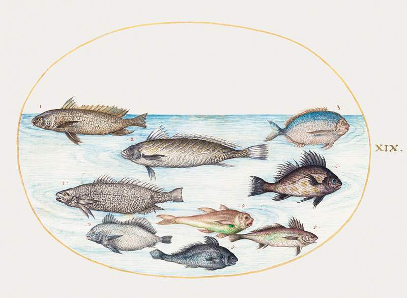 Damselfish and Other Fish (1575–1580) painting in high resolution by Joris Hoefnagel. Original from The National…
