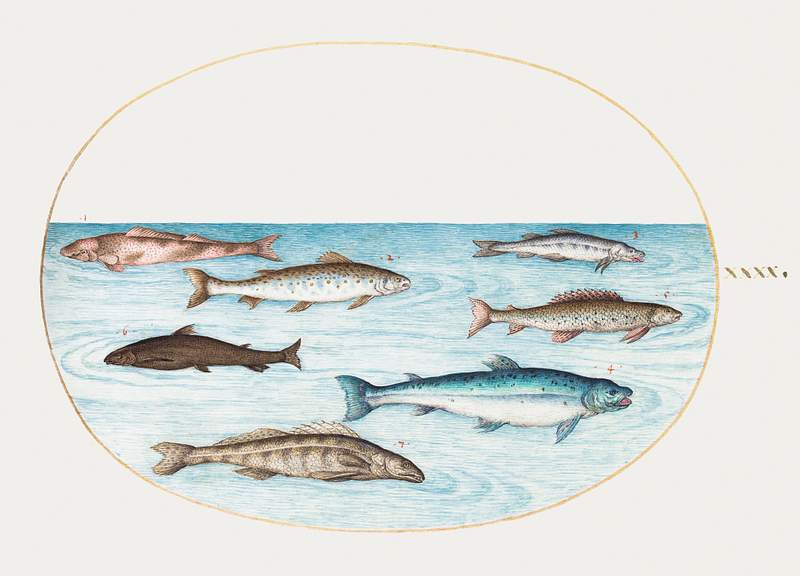 Salmon, Trout and Freshwater fish (1575–1580) painting in high resolution by Joris Hoefnagel. Original from The…