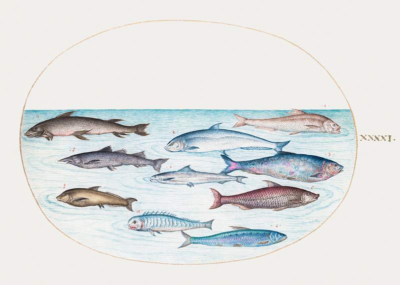 Whitefish and Other Fish (1575–1580) painting in high resolution by Joris Hoefnagel. Original from The National Gallery…