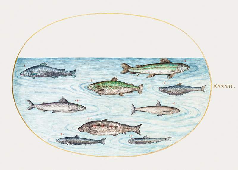 Nine Fish (1575–1580) painting in high resolution by Joris Hoefnagel. Original from The National Gallery of Art.…