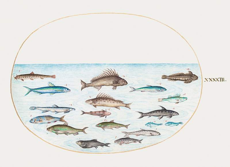 Fifteen Fish (1575–1580) painting in high resolution by Joris Hoefnagel. Original from The National Gallery of Art.…