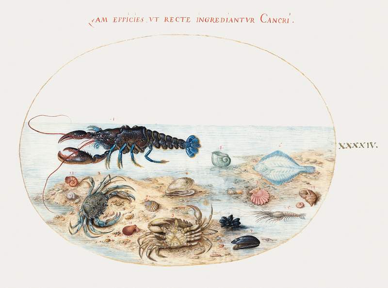 Lobster, Crabs, Scallop Shells and Other Sea Life (1575–1580) painting in high resolution by Joris Hoefnagel. Original…