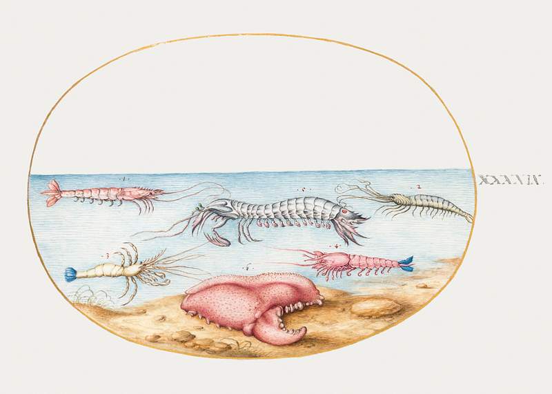 Mantis Shrimp and the Claw of a European crayfish (1575–1580) painting in high resolution by Joris Hoefnagel. Original…