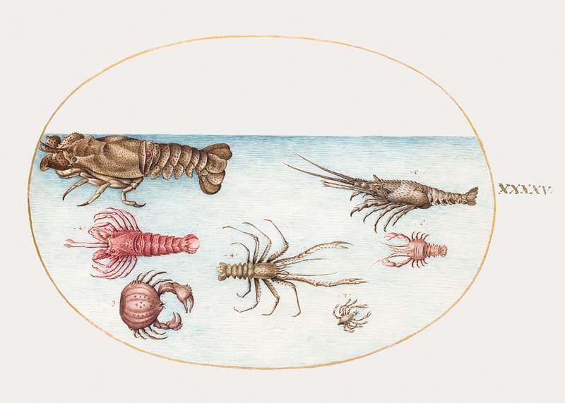 Lobster, Squilla Mantis, and Other Crustaceans (1575–1580) painting in high resolution by Joris Hoefnagel. Original…