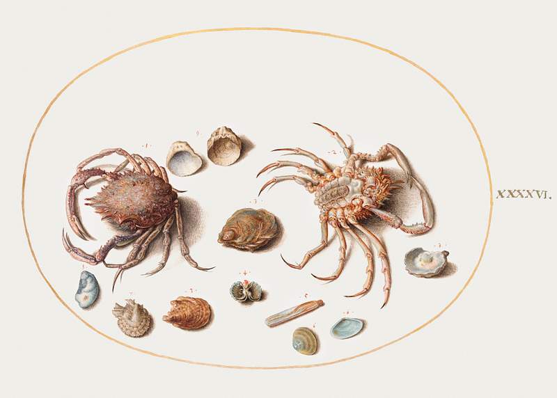 Two Crabs with Seashells (1575–1580) painting in high resolution by Joris Hoefnagel. Original from The National Gallery…