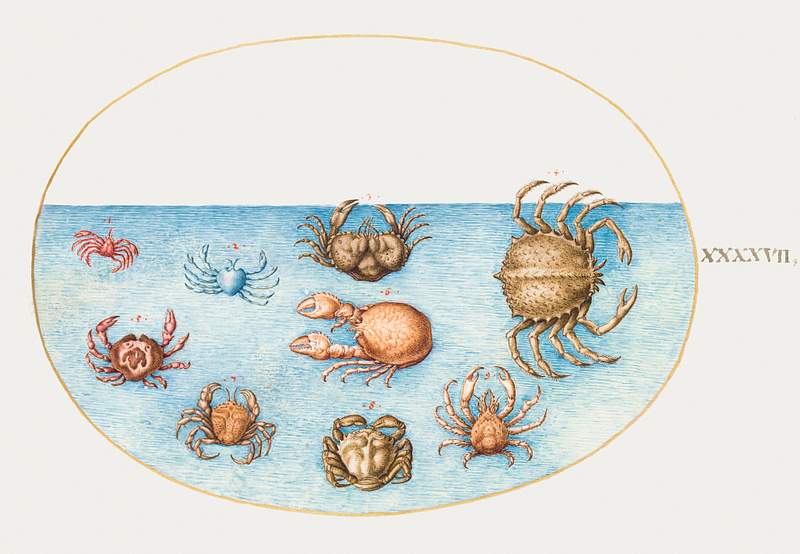 Nine Crabs (1575–1580) painting in high resolution by Joris Hoefnagel. Original from The National Gallery of Art.…