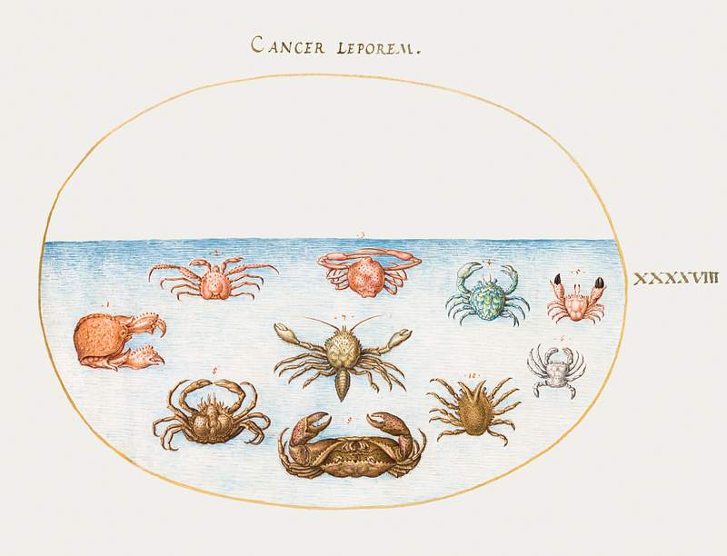 Ten Crabs (1575–1580) painting in high resolution by Joris Hoefnagel. Original from The National Gallery of Art.…