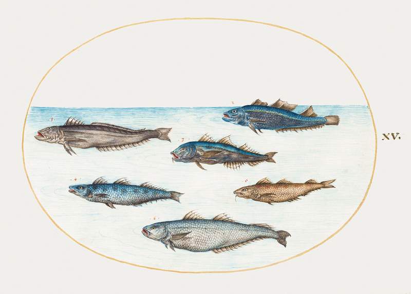 Six Asellorum Fish (1575–1580) painting in high resolution by Joris Hoefnagel. Original from The National Gallery of…