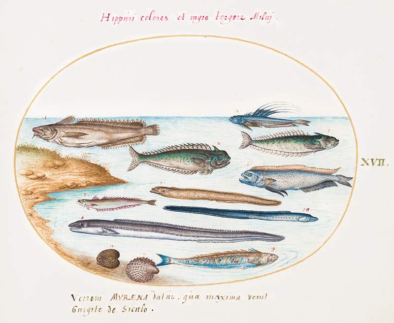 Cod, Weever Fish, Eels and Other Fish (1575–1580) painting in high resolution by Joris Hoefnagel. Original from The…