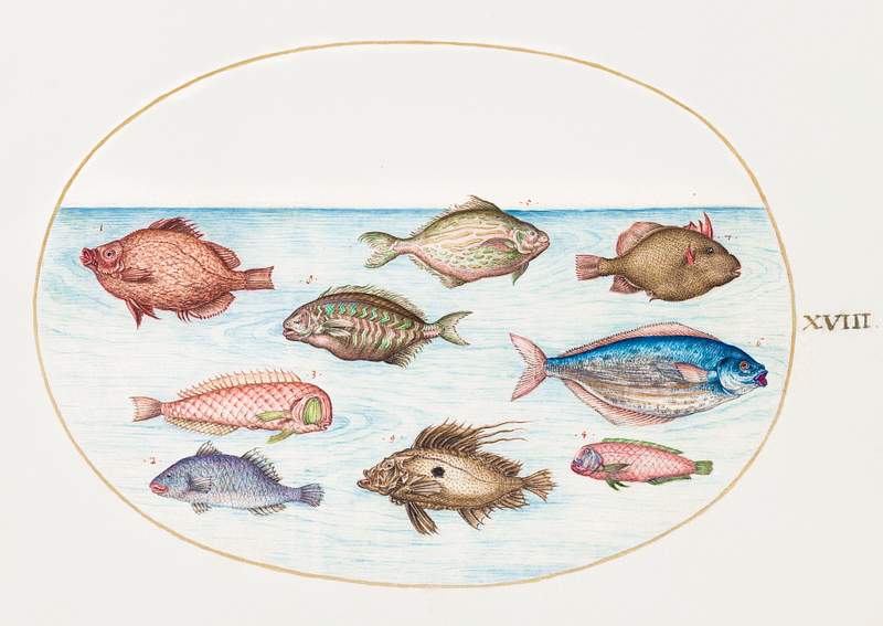Boarfish, Razorfish, Butterfish, a John Dory and Other Fish (1575–1580) painting in high resolution by Joris Hoefnagel.…