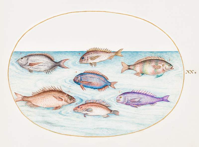 Sea Bream, Dentex, Sargo and Other Fish (1575–1580) painting in high resolution by Joris Hoefnagel. Original from The…