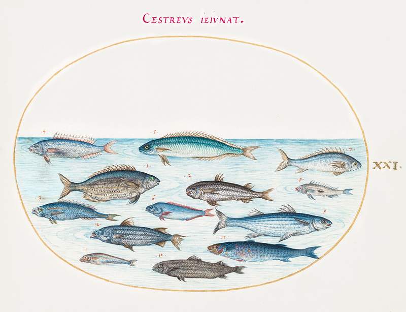 Cod and Other Fish (1575–1580) painting in high resolution by Joris Hoefnagel. Original from The National Gallery of…