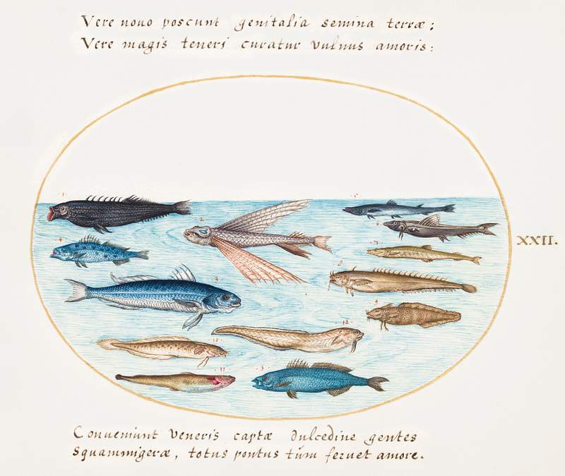 Mullet, Flying Fish, Eels and Other Fish (1575–1580) painting in high resolution by Joris Hoefnagel. Original from The…