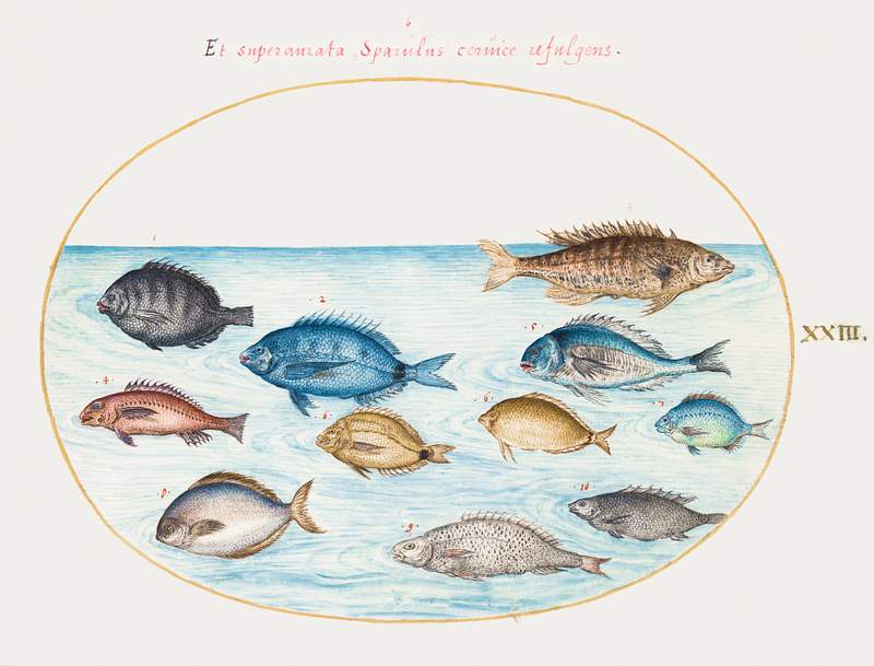 Bream and Other Fish (1575–1580) painting in high resolution by Joris Hoefnagel. Original from The National Gallery of…