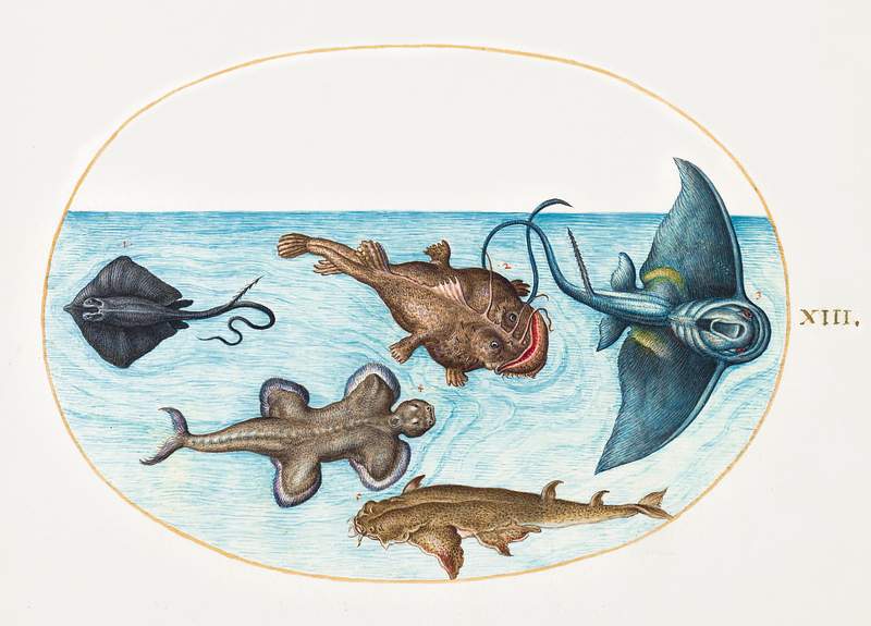 Two Stingrays, Anglerfish, Monkfish and Angel Shark (1575–1580) painting in high resolution by Joris Hoefnagel.…