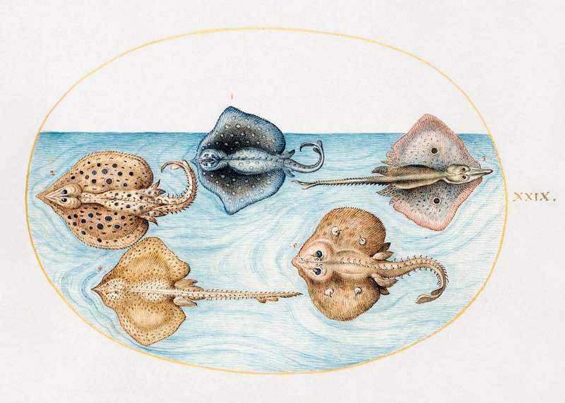 Homelyn Ray and Four Other Rays or Skates (1575–1580) painting in high resolution by Joris Hoefnagel. Original from The…