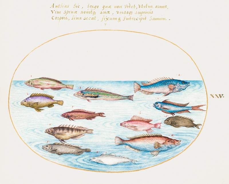 Mediterranean Rainbow Wrasse, Swallowtail Sea Perch and Other Fish (1575–1580) painting in high resolution by Joris…