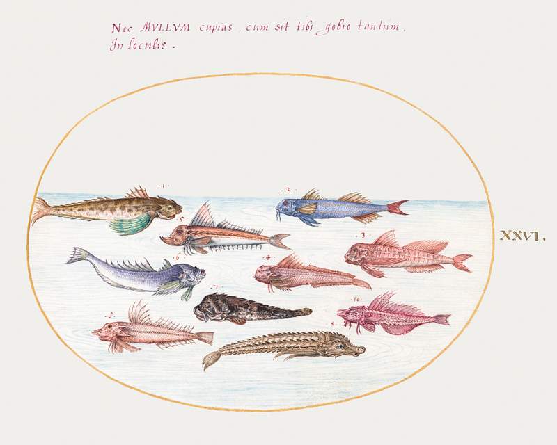 Gurnards, Dragonets and Other Fish (1575–1580) painting in high resolution by Joris Hoefnagel. Original from The…