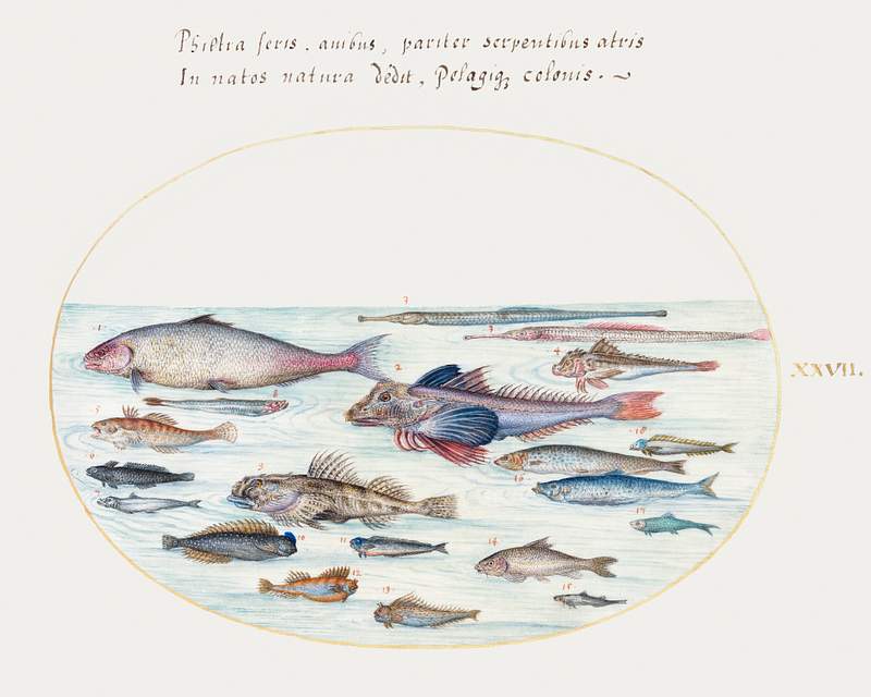 Blennies, Scorpion Fish, and Other Fish (1575–1580) painting in high resolution by Joris Hoefnagel. Original from The…